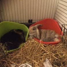 Kanin Studsdals Honey <3