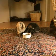 Kanin Studsdals Honey <3