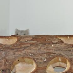 Dværghamster mickie