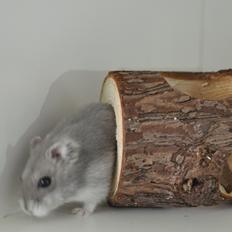 Dværghamster mickie