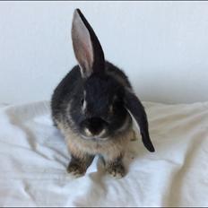 Kanin Studsdals Hero <3 (opdateret)