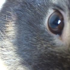 Kanin Studsdals Hero <3 (opdateret)