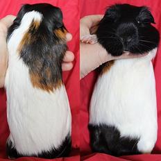 Marsvin SRYADA - fra Bruun