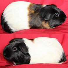 Marsvin SRYADA - fra Bruun