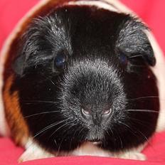 Marsvin SRYADA - fra Bruun