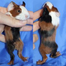 Marsvin Koreskas XBALAMKA