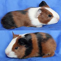 Marsvin Koreskas XBALAMKA