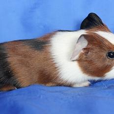 Marsvin Koreskas XBALAMKA