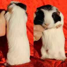 Marsvin Koreskas TAILLOW