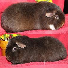 Marsvin Koreskas HONEY BOO BOO