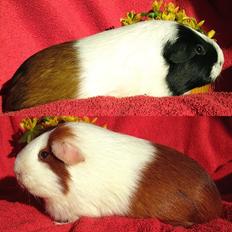 Marsvin Koreskas YASMIN