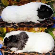 Marsvin Sofiendals HARALD