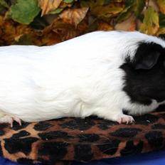 Marsvin Sofiendals HARALD