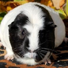 Marsvin Sofiendals HARALD