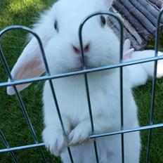 Kanin Molly tidligere kanin