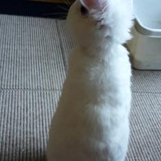 Kanin Molly tidligere kanin