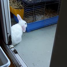 Kanin Molly tidligere kanin