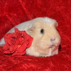 Marsvin Vanilla *Puttemusen*