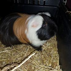 Marsvin TORPEDO - fra Buckwalds