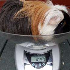 Marsvin TORPEDO - fra Buckwalds