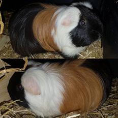 Marsvin TORPEDO - fra Buckwalds