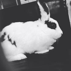 Kanin Stald Lundegaards oreo