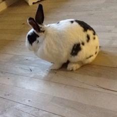 Kanin Stald Lundegaards oreo