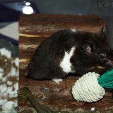 Hamster Theodore |Guldhamster|