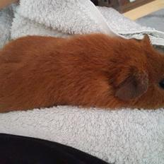 Marsvin Ron(ald) Weasley