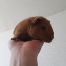 Marsvin Ron(ald) Weasley