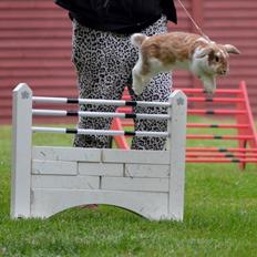 Kanin Hønsehusets Bibi Bine