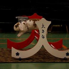 Kanin Blancos Endovier