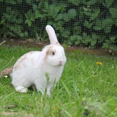 Kanin Blancos Endovier