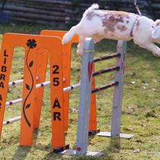 Kanin Blancos Endovier