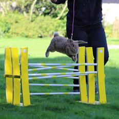 Kanin Blancos Nioryu Nakir