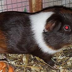 Marsvin Bøgebos LOTUS