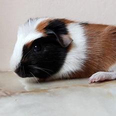 Marsvin Koreskas ÆRTEBLOMST