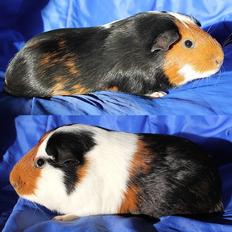 Marsvin VIGGO V7 Dell'Orto