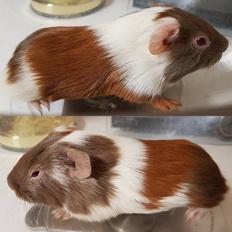 Marsvin Koreskas ØRKENPRINS (Lille-Per)