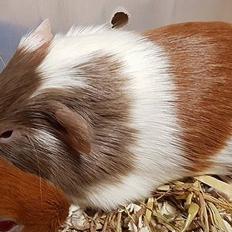 Marsvin Koreskas ØRKENPRINS (Lille-Per)