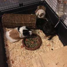 Marsvin Mutti, Pjuske og Plet