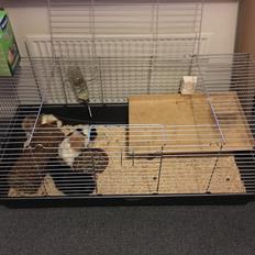 Marsvin Mutti, Pjuske og Plet