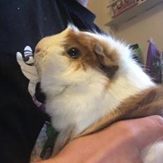 Marsvin Mutti, Pjuske og Plet