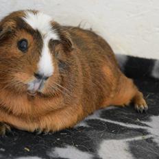 Marsvin Meesha Cuy (hvil i fred<3)