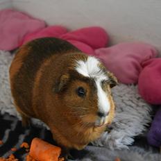 Marsvin Meesha Cuy (hvil i fred<3)