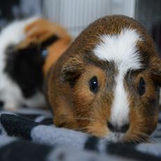 Marsvin Meesha Cuy (hvil i fred<3)