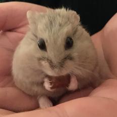 Dværghamster Ellie