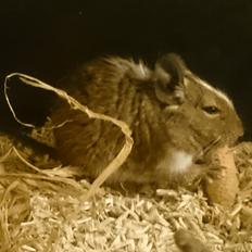 Degu Spyke  (himmel degu)