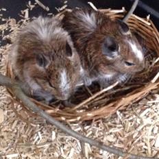 Degu Spyke  (himmel degu)