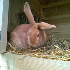 Kanin Sif - Fransk Vædder bl